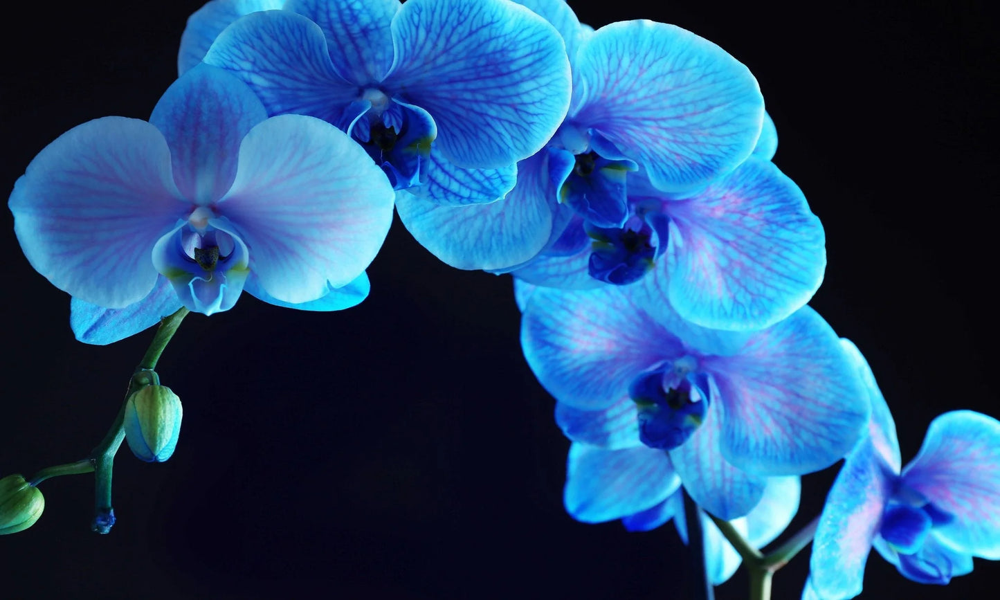 Blue Orchid Glass Wall Art