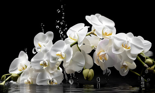 Waterdrop Orchid