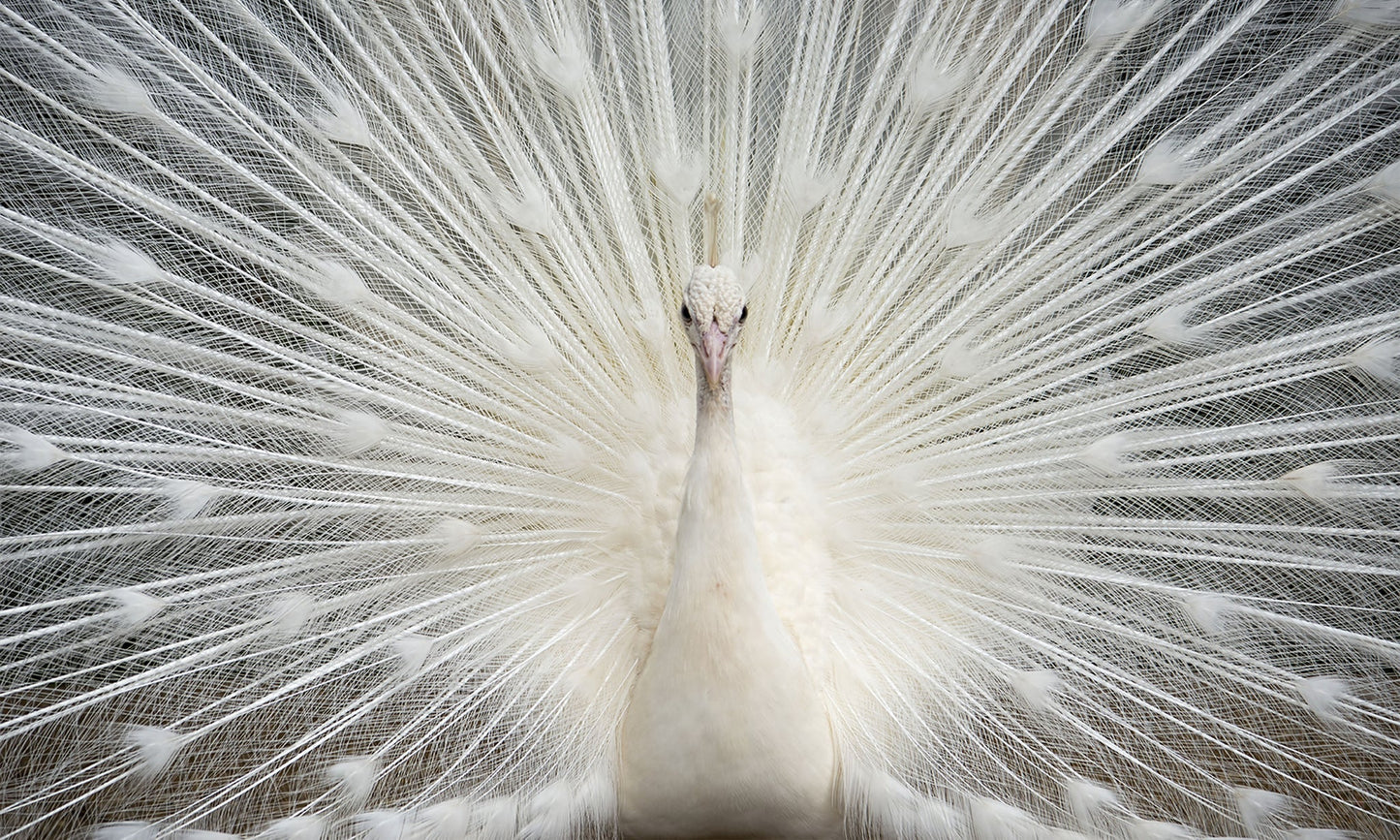 White Peacock w/ Crystals Glass Wall Art