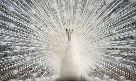 White Peacock w/ Crystals Glass Wall Art
