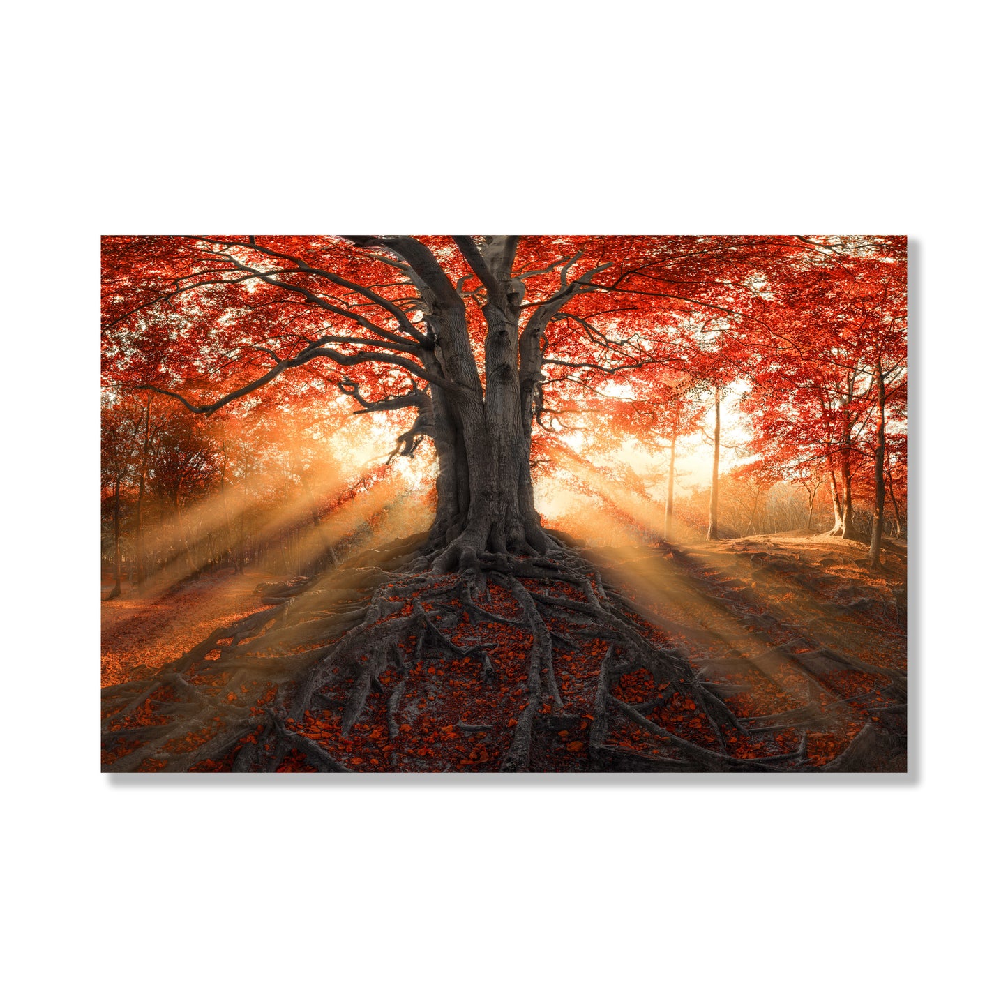 Red Tree Glass Wall Art